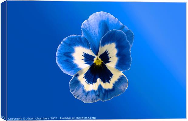  Blue Pansy Canvas Print by Alison Chambers