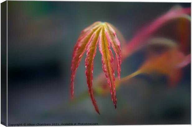 Springtime Acer Leaf Canvas Print by Alison Chambers