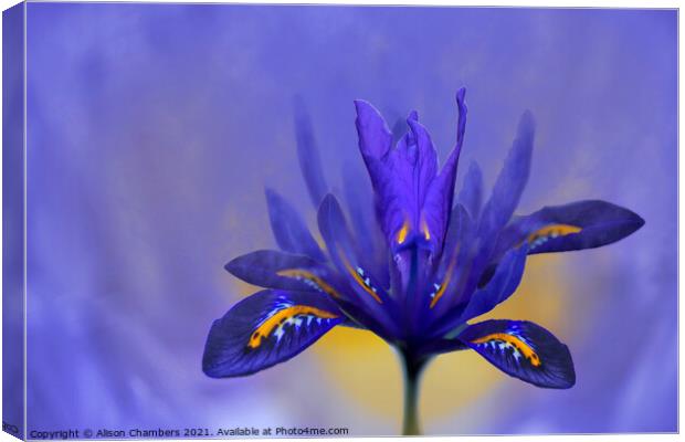 Iris Flower Canvas Print by Alison Chambers