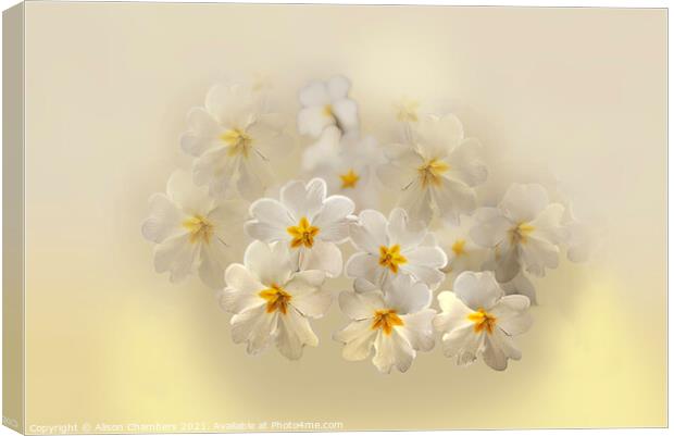 Pretty Primroses  Canvas Print by Alison Chambers