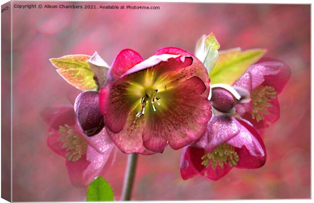 Sparkling  Hellebores Canvas Print by Alison Chambers