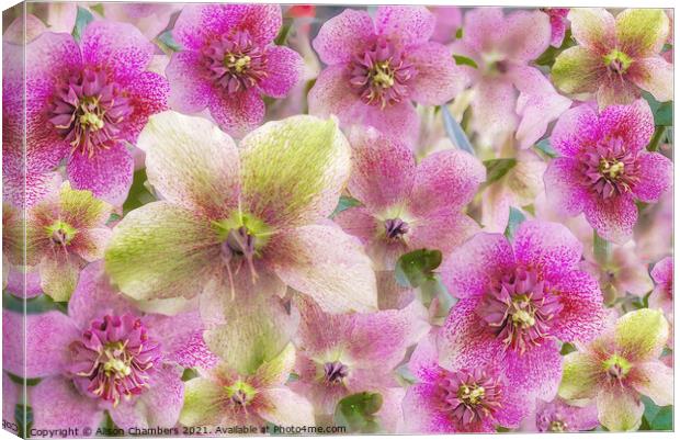 Hellebore Collage Canvas Print by Alison Chambers