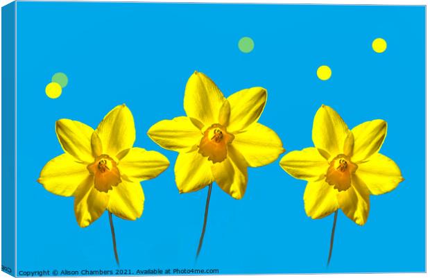 Daffodil Sunshine Canvas Print by Alison Chambers