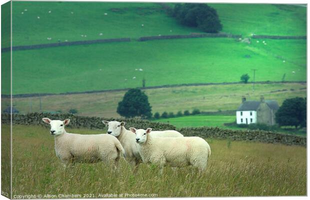 We Three Sheep Of Staffordshire Are Canvas Print by Alison Chambers