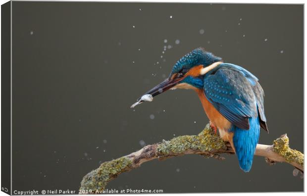 Kingfisher Canvas Print by Neil Parker