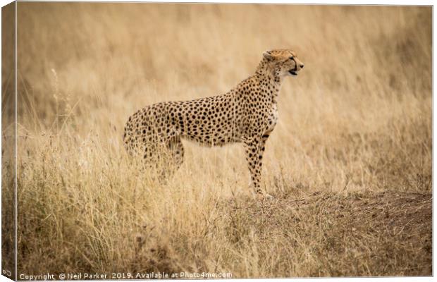 Cheetah Serengeti Canvas Print by Neil Parker