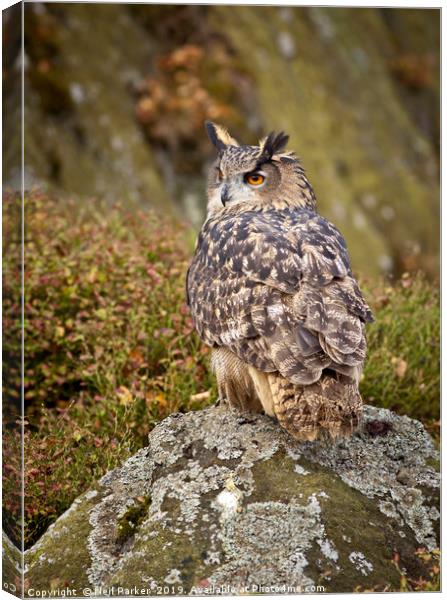 Eagle Owl, on the look out Canvas Print by Neil Parker