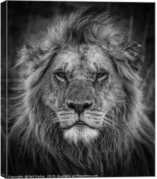 Lion Portrait, Kenya Canvas Print by Neil Parker
