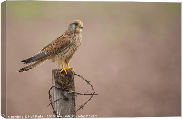 Common Kestrel Canvas Print by Neil Parker