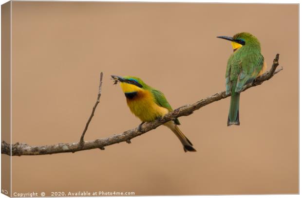 Catching Flies, Green Bee-eaters Canvas Print by Neil Parker