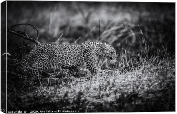 Stealth, a Young Leopard in Kenya Canvas Print by Neil Parker