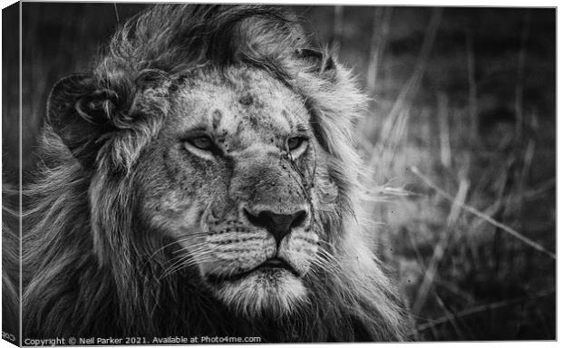 Lion King Canvas Print by Neil Parker