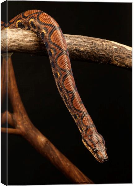 Western Rainbow Boa Canvas Print by Ian Homewood