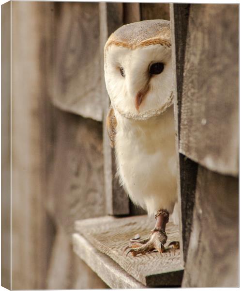 Barn Owl At Home Canvas Print by Ian Homewood