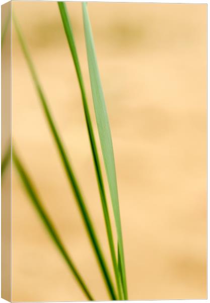 Dune Grass Abstract Canvas Print by Ian Homewood