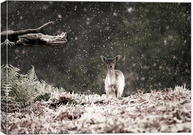 Fallow Deer in the Snow Canvas Print by Tracey Smith