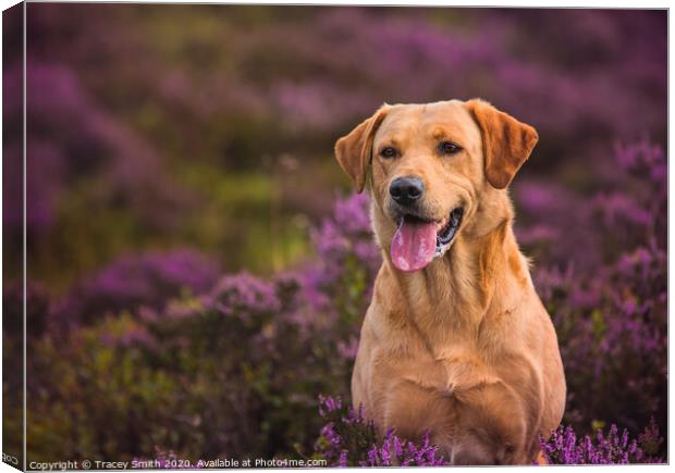 Labrador in the Heather Canvas Print by Tracey Smith