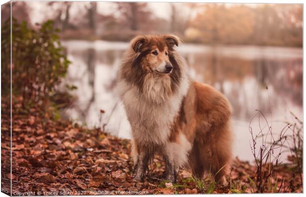 A Portrait of Rusty the Rough Collie Canvas Print by Tracey Smith