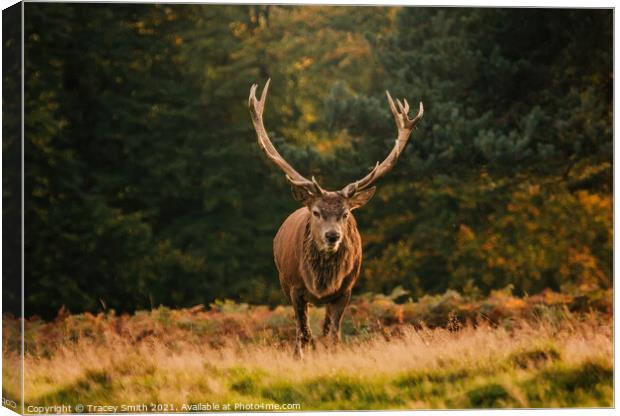 The Stag Canvas Print by Tracey Smith