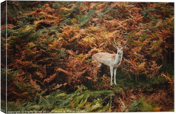 A Young Fallow Buck in the Bracken Canvas Print by Tracey Smith