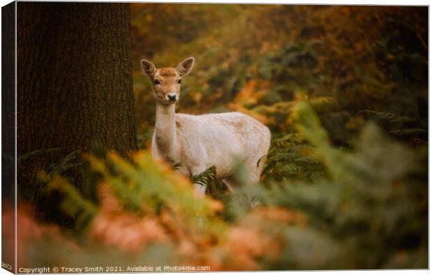 The Fallow Doe in the Forest Canvas Print by Tracey Smith