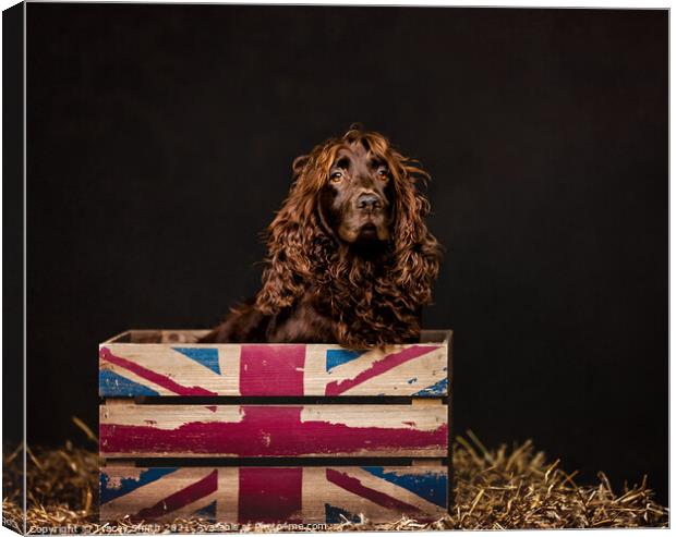 Spaniel in a Box Canvas Print by Tracey Smith