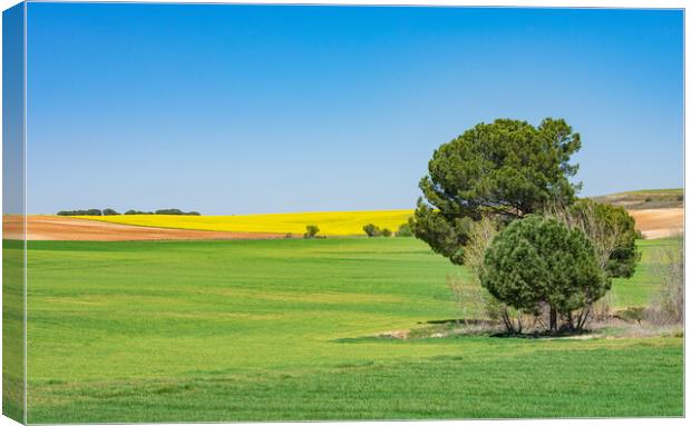 beautiful green and yellow field with blue sky Canvas Print by David Galindo