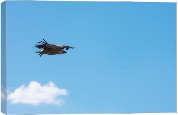 griffon vulture flying over the blue sky Canvas Print by David Galindo
