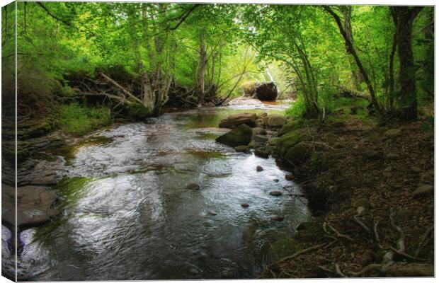 river crossing a beautiful enchanted forest Canvas Print by David Galindo