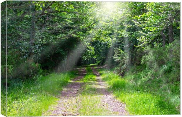 path in the forest with beams of light through the trees Canvas Print by David Galindo