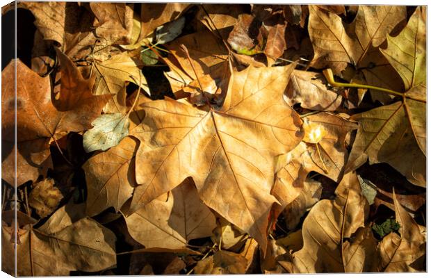 detail of dry leaves on the park floor Canvas Print by David Galindo