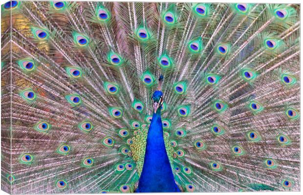 impressive portrait of a peacock with its tail open Canvas Print by David Galindo