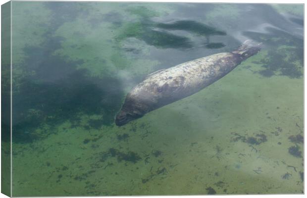 sea lion swimming underwater in the ocean Canvas Print by David Galindo