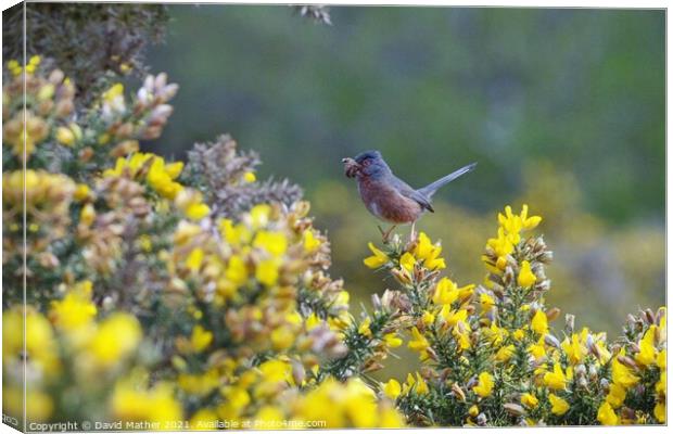 Dartford Warbler Canvas Print by David Mather