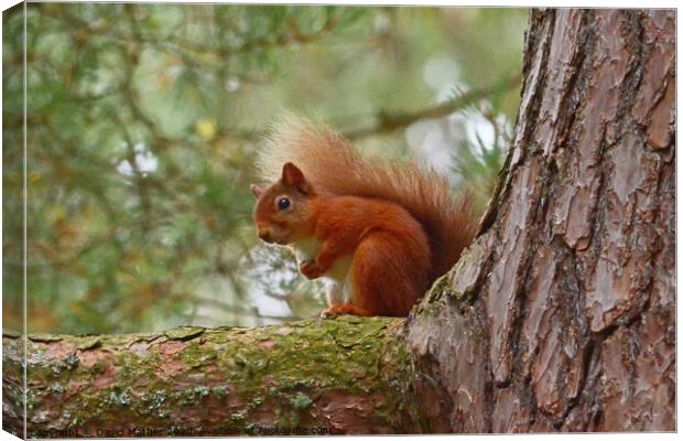 Red Squirrel Canvas Print by David Mather
