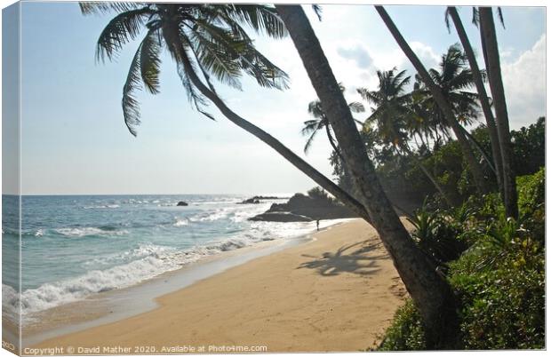 Sri Lanka Paradise Canvas Print by David Mather