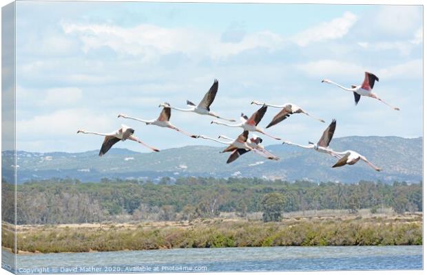 Flamingo fly-by Canvas Print by David Mather