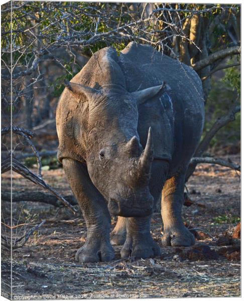 White Rhino in Kruger National Park Canvas Print by David Mather
