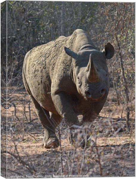 Rare sighting of Black Rhino in Kruger National Park Canvas Print by David Mather
