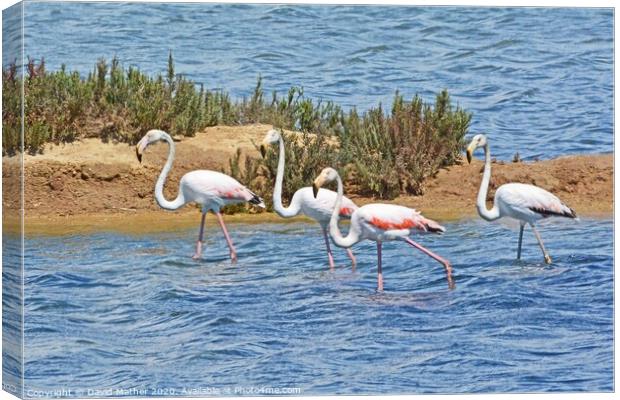 Flamingos in the Algarve Canvas Print by David Mather