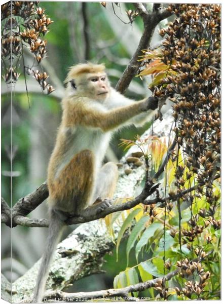 A Toque Macaque helps itself to the plentiful supply of food in Sri Lanka Canvas Print by David Mather