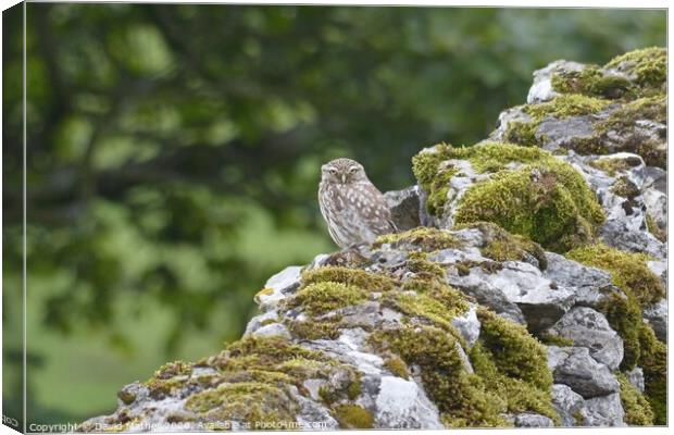 Little Owl Canvas Print by David Mather