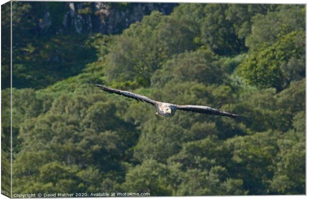 White-tailed Sea Eagle approaches Canvas Print by David Mather