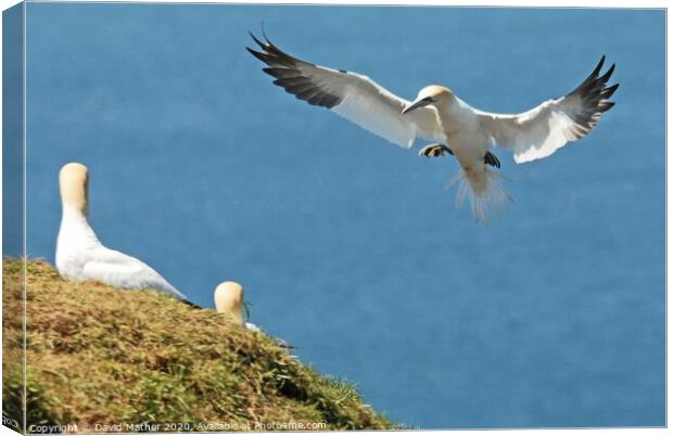 Incoming Gannet Canvas Print by David Mather