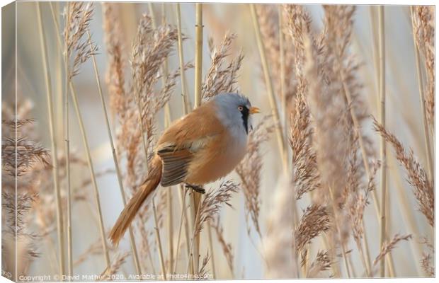 Bearded Tit calling Canvas Print by David Mather