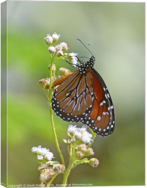 Monarch Butterfly nectaring Canvas Print by David Mather