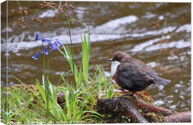 Dipper keeping watch on its territory Canvas Print by David Mather
