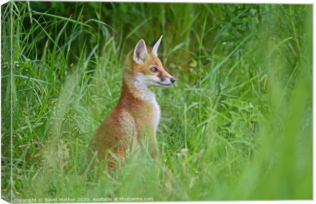 Alert fox cub Canvas Print by David Mather