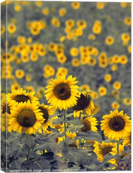 Sunflowers Canvas Print by David Mather
