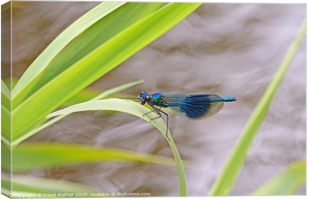Banded Demoiselle Canvas Print by David Mather